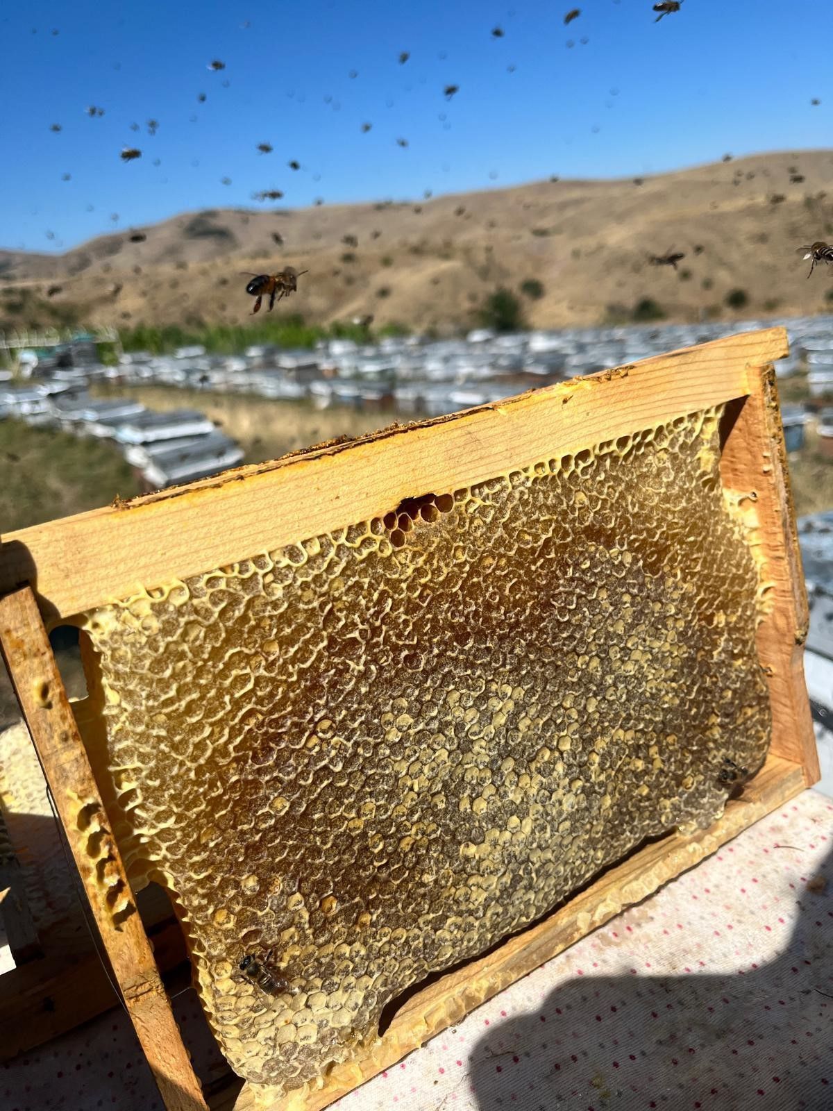 dogu karadenizde aricilik tehdit altinda 2