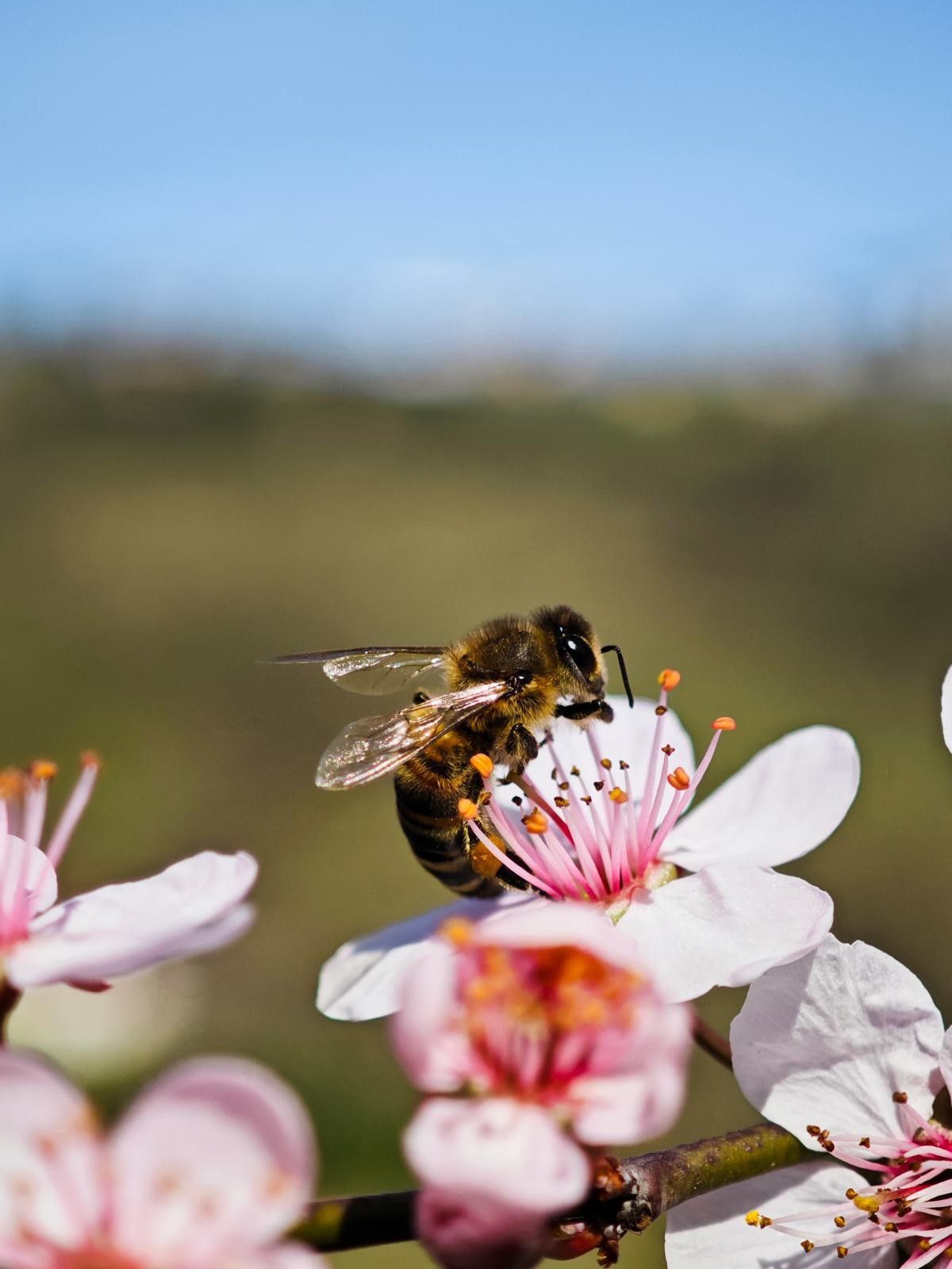 dogu karadenizde aricilik tehdit altinda 5 4y6RbK5V