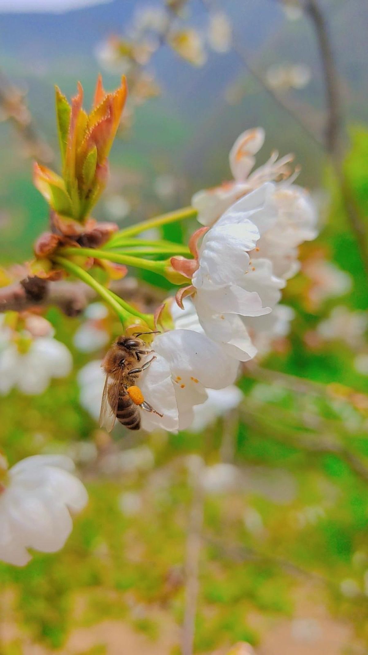 dogu karadenizde aricilik tehdit altinda 6
