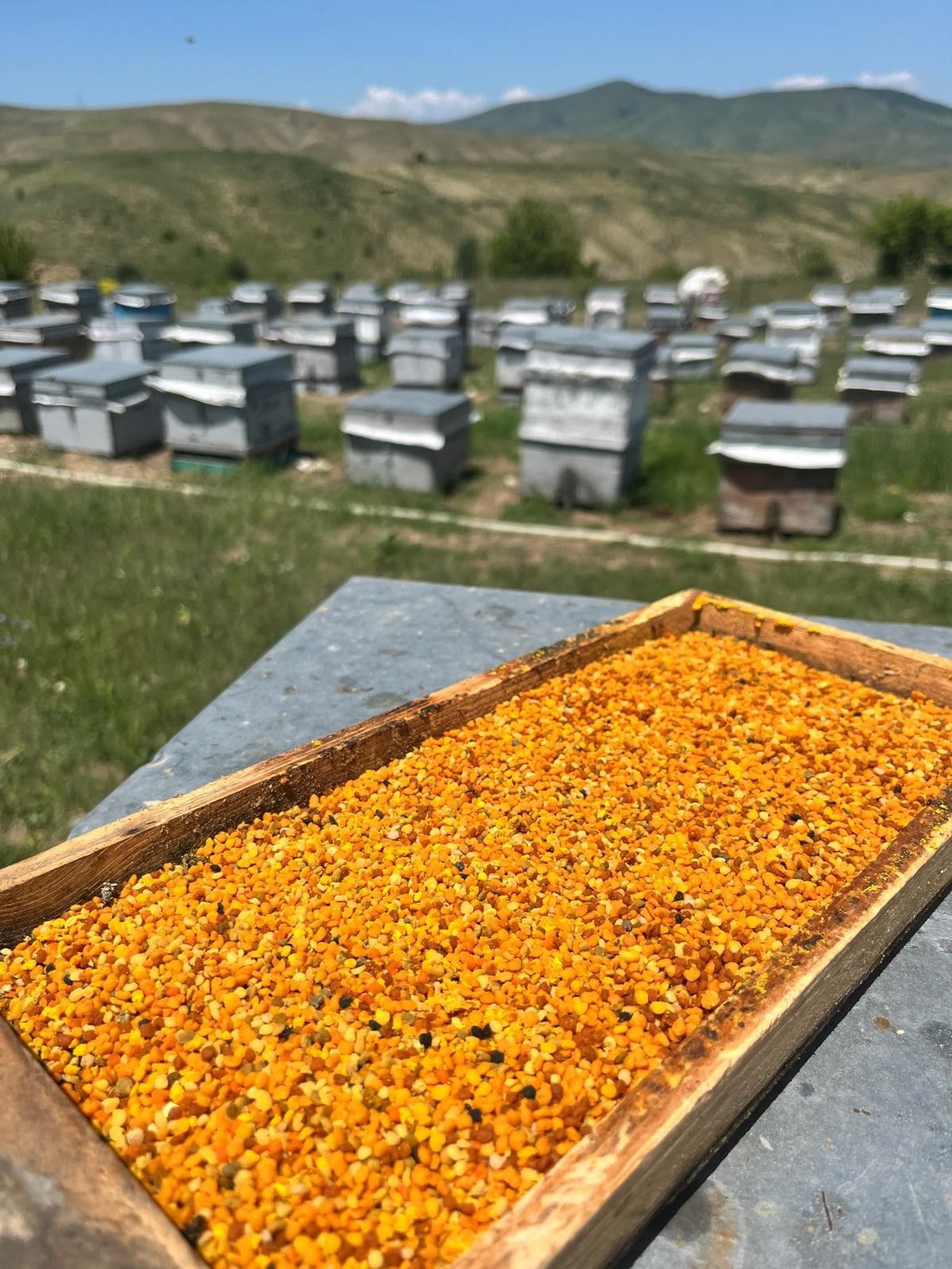 dogu karadenizde aricilik tehdit altinda 7 wTZsD9ru