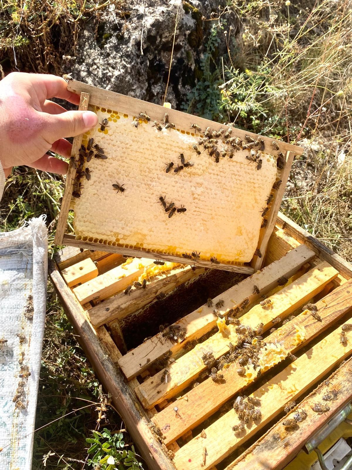 dogu karadenizde aricilik tehdit altinda 8 rSEcMX2S