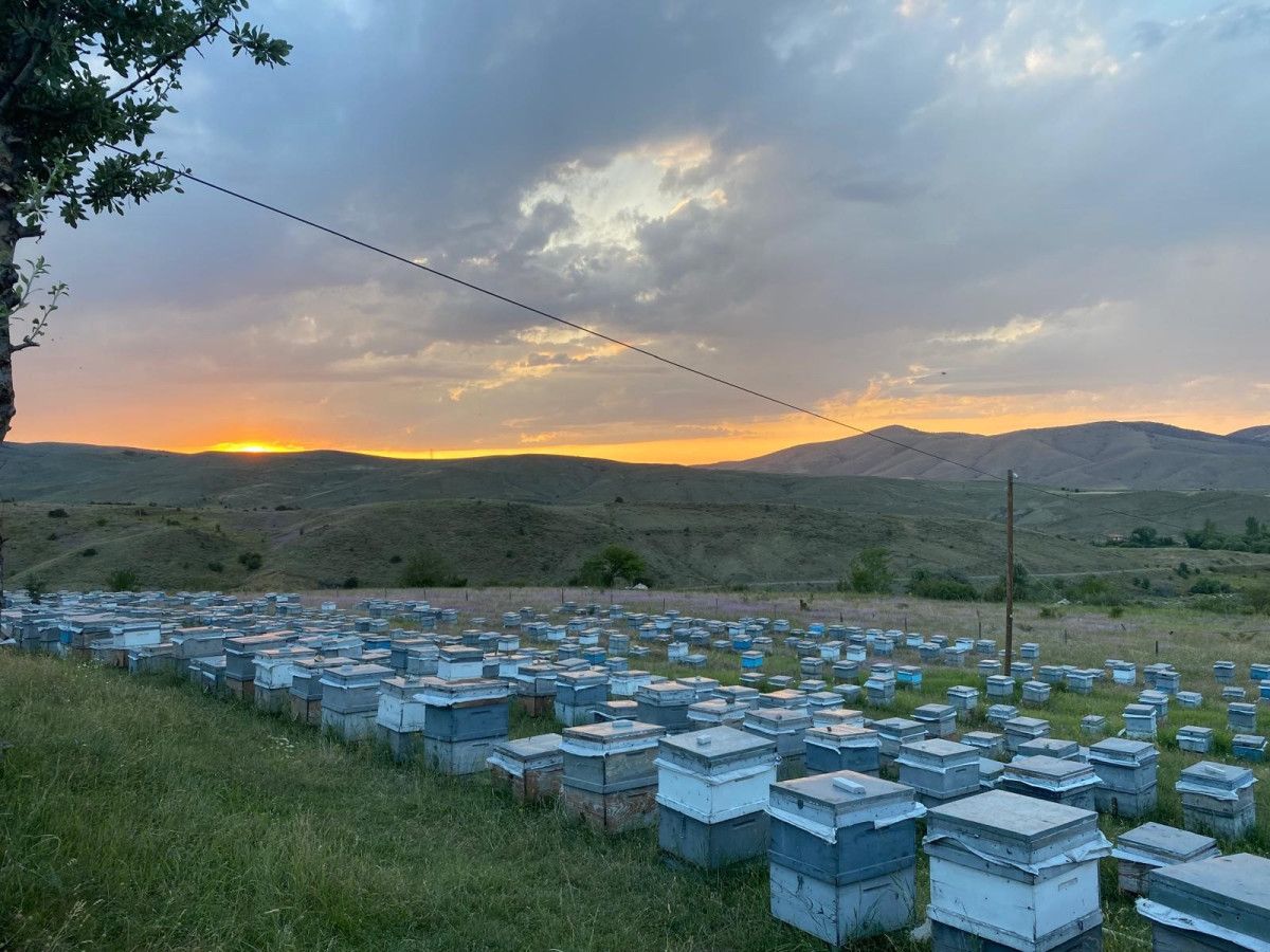 dogu karadenizde aricilik tehdit altinda 9 VvQNSqv8