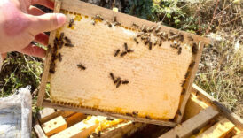 dogu karadenizde aricilik tehdit altinda XGID7LK7