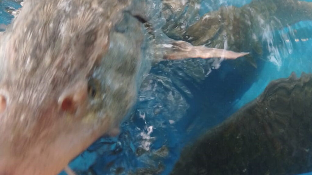 elazigda bir balikci sibirya mersin baligi yakaladi havyarinin degeri 2 milyon lira 5F1iiEV1