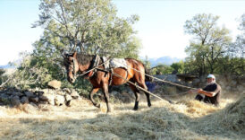 erciyesin eteklerinde duven gelenegi yasatiliyor IAlivU1Y