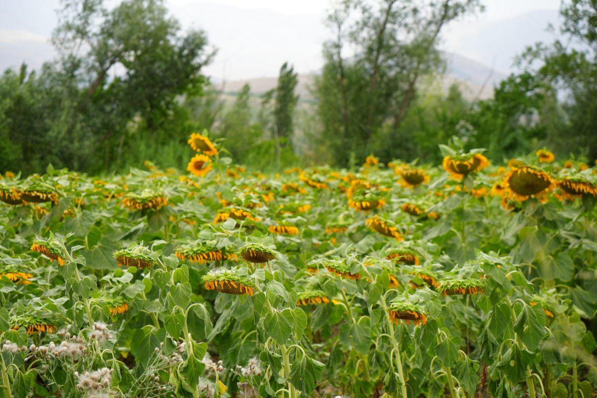 erzincanda aycicegi tarlalari goz kamastiriyor 1 umm9nXyS