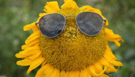 erzincanda aycicegi tarlalari goz kamastiriyor JsFfeIFc