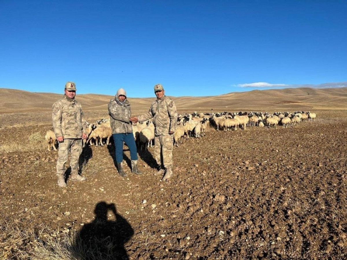 Erzincan'da kaybolan 330 koyun, jandarma tarafından bulundu 1 erzincanda kaybolan 330 koyun jandarma tarafindan bulundu 0