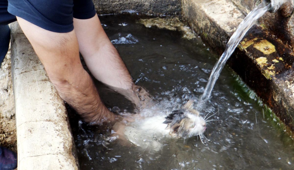 Erzurum'da alevlerin arasına girip kediyi kurtardı 2 erzurumda alevlerin arasina girip kediyi kurtardi 1 QbYNu9cS