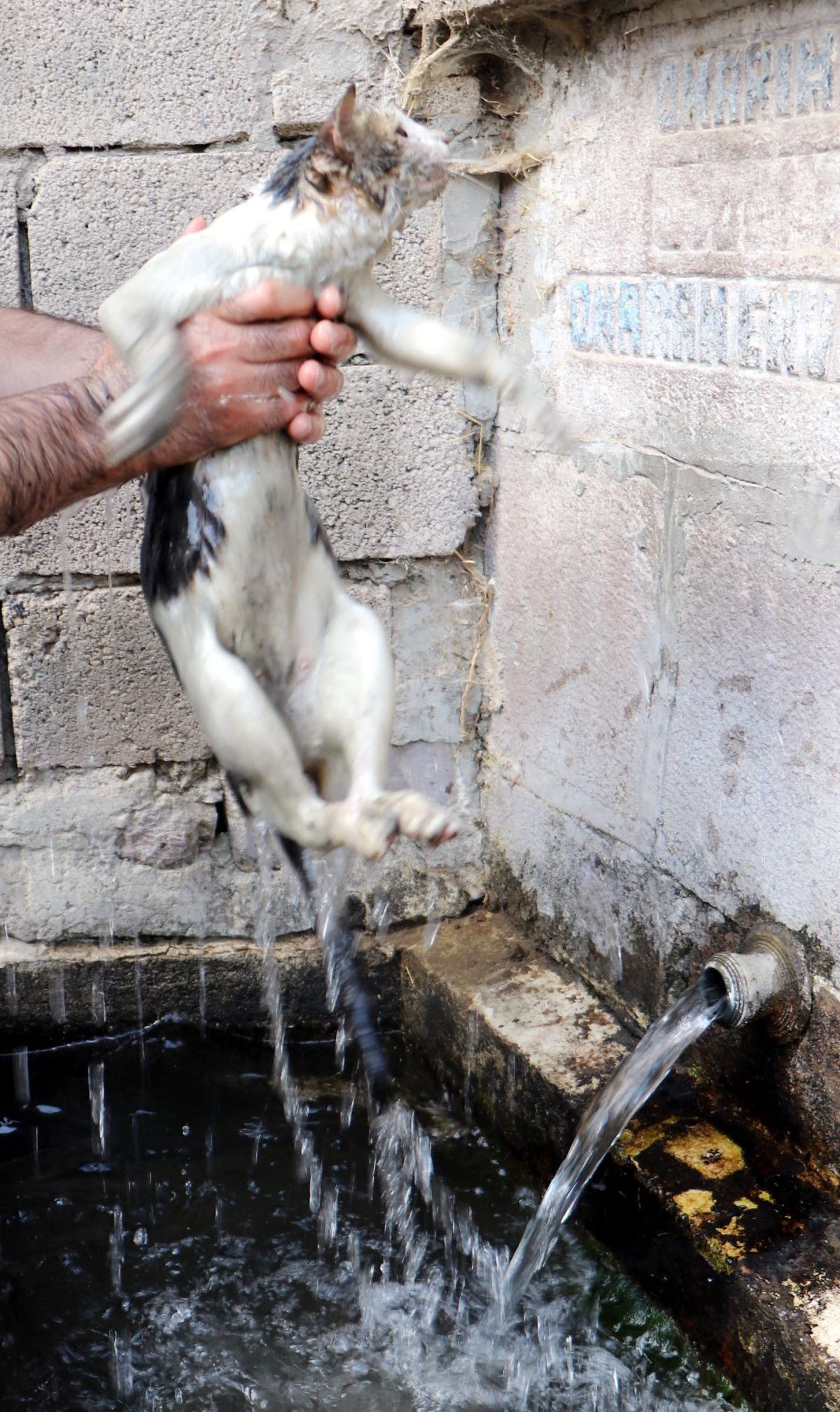 Erzurum'da alevlerin arasına girip kediyi kurtardı 3 erzurumda alevlerin arasina girip kediyi kurtardi 2 UqOJGIc6