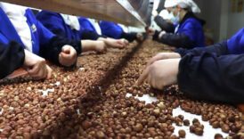 findik ihracatinda trabzon lider 455 milyon dolar ExlQEmXL