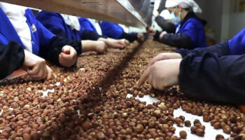 findik ihracatinda trabzon lider 455 milyon dolar ExlQEmXL