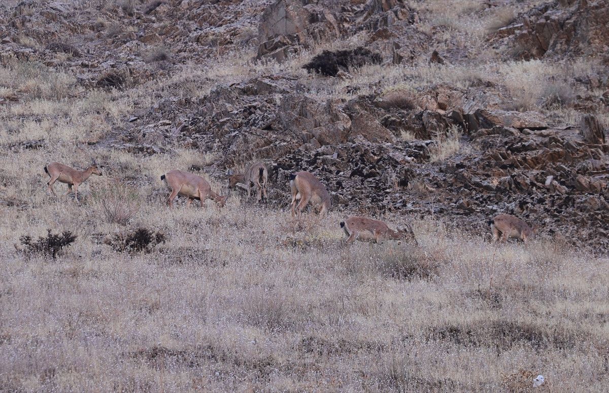 Hakkari’de yaban keçilerinin sayısı artıyor 3 hakkaride yaban kecilerinin sayisi artiyor 2 IgAtPVyn