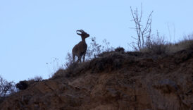 hakkaride yaban kecilerinin sayisi artiyor ExCKBkHU