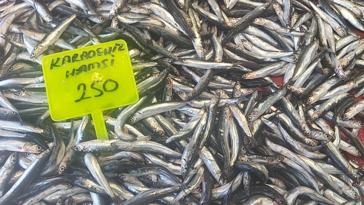 hamsiyi tezgaha erken dustu iste fiyatlar 1 HCckbP1k