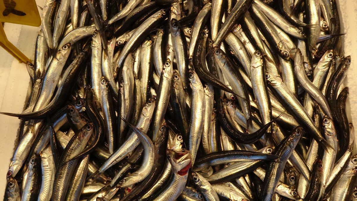 hamsiyi tezgaha erken dustu iste fiyatlar 3 VSbmOcCW