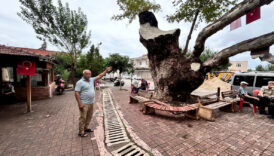 Hatay'da 500 yıllık dev çınar ağacı dikkat çekiyor 12 hatayda 500 yillik dev cinar agaci dikkat cekiyor I4kNr2Z8