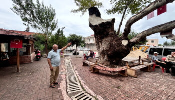 hatayda 500 yillik dev cinar agaci dikkat cekiyor I4kNr2Z8