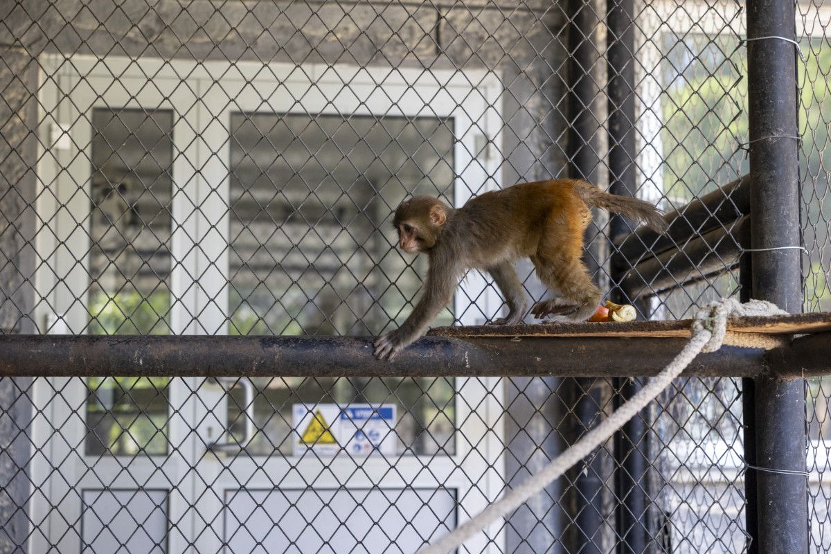 hatayda siddet magduru maymun koruma altinda 0 SgGImIuP
