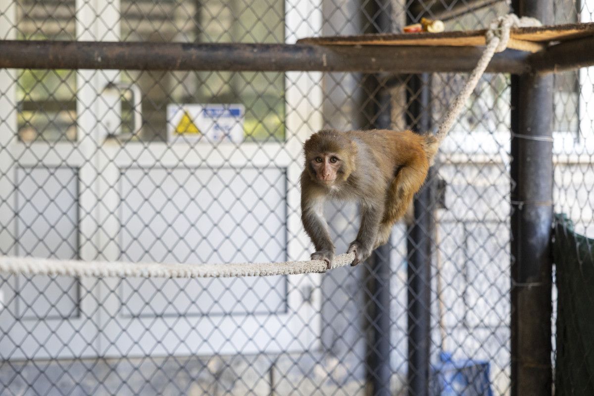 hatayda siddet magduru maymun koruma altinda 1 EsFrCTae