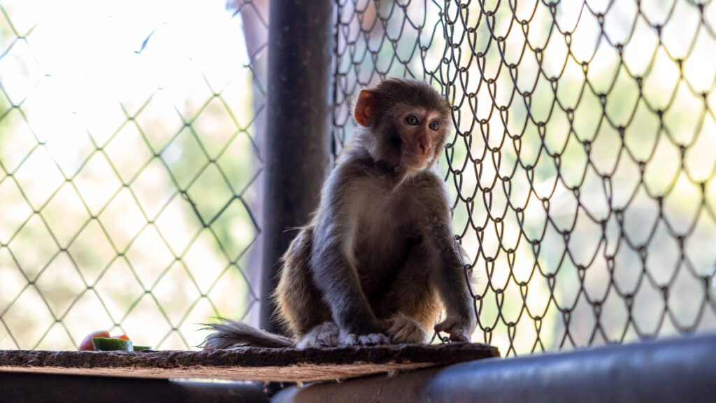 hatayda siddet magduru maymun koruma altinda 1qw2UZJH