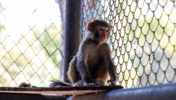 hatayda siddet magduru maymun koruma altinda 1qw2UZJH