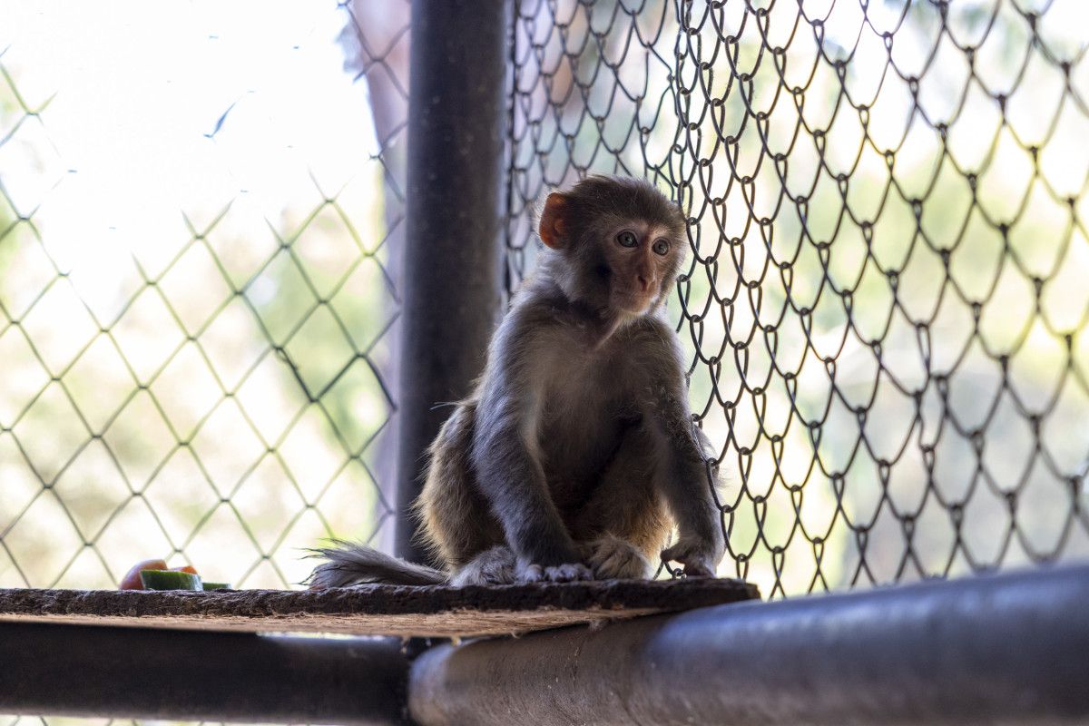 hatayda siddet magduru maymun koruma altinda 2 e2SVgYIc