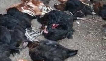 hatayda sokak kopekleri tavuklari telef etti SL7JzO2L