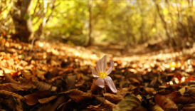 hosgeldin eylul 2025 duygulu anlamli romantik eylul ayi mesajlari 9bjGAnef