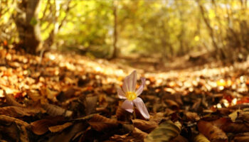hosgeldin eylul 2025 duygulu anlamli romantik eylul ayi mesajlari 9bjGAnef
