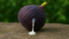 incir sutunu 7 gun surun cildinizdeki farki gorun FuM5fxAA