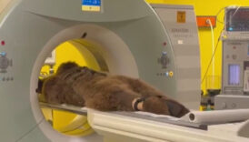 istanbulda mri cekilen ayi okanin sonuclari temiz cikti 6ma552d6