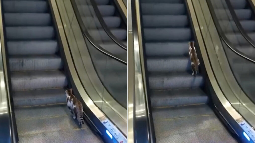istanbulda yuruyen merdivene ters binen kedi gulumsetti PpmYE8Bg