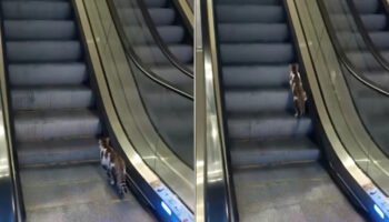 istanbulda yuruyen merdivene ters binen kedi gulumsetti PpmYE8Bg