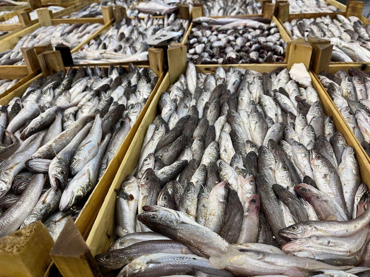 izmir balik hali deniz urunleriyle doldu 0 AaLZFGuX