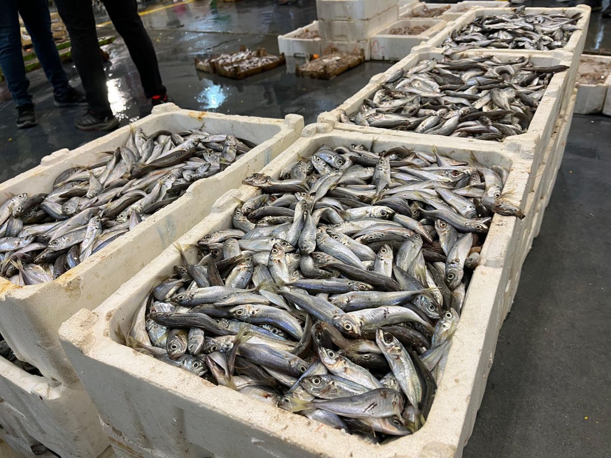 izmir balik hali deniz urunleriyle doldu 3 Z9b4CVY3