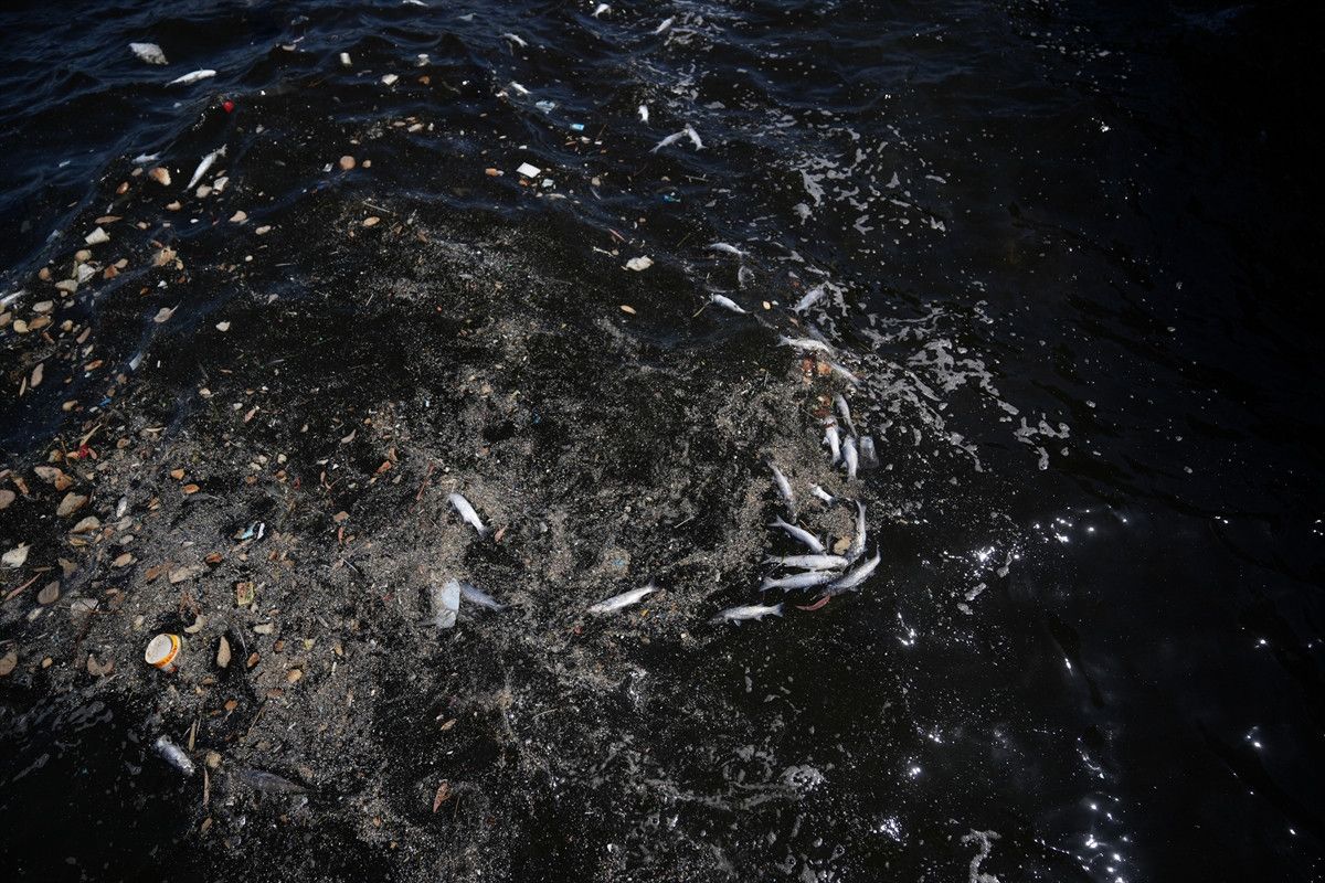 izmir korfezindeki balik olumleri suruyor vatandas tepkili 1