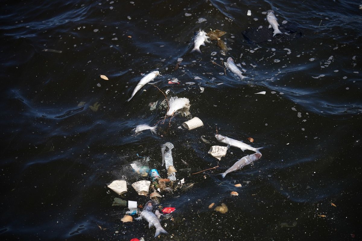 izmir korfezindeki balik olumleri suruyor vatandas tepkili 3 kzmUOnMe