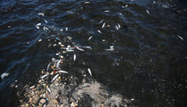 izmir korfezindeki balik olumleri suruyor vatandas tepkili uctTxsmX