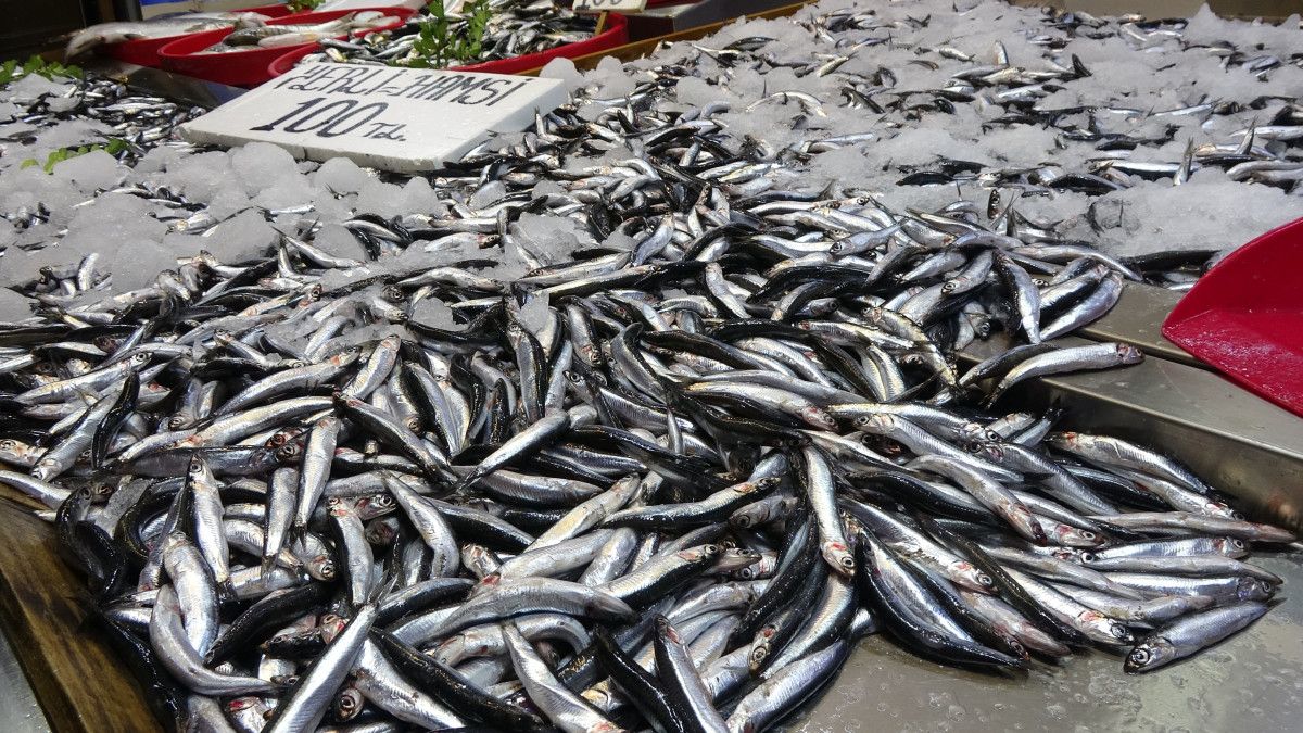 karadenizde hamsi bereketi suruyor 0 86cWM9Is