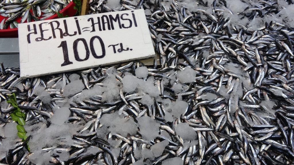 karadenizde hamsi bereketi suruyor zYlA34qv