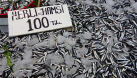 karadenizde hamsi bereketi suruyor zYlA34qv