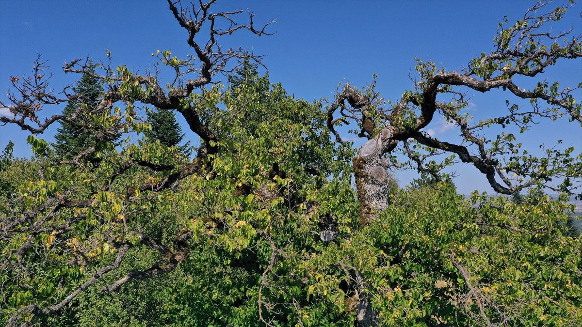 kastamonunun 5 asirlik turk findiklari 0 N3BZ7ZnV