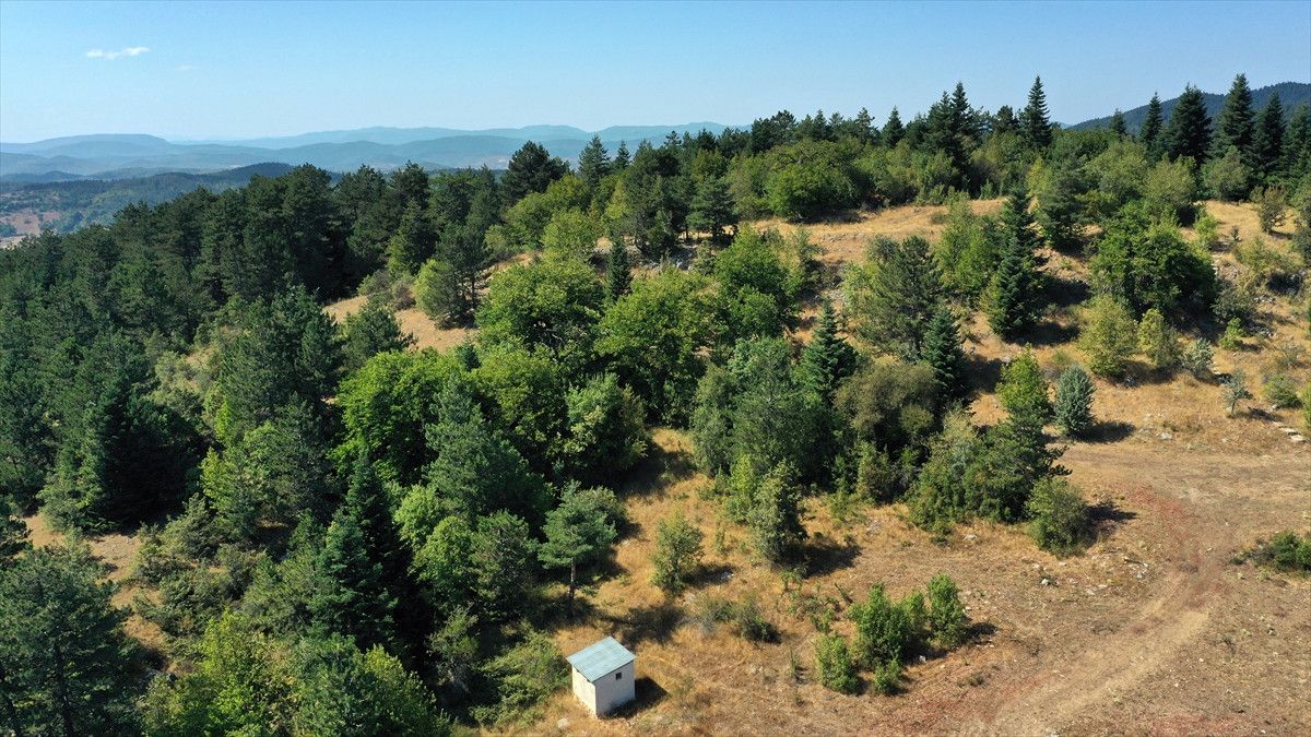 kastamonunun 5 asirlik turk findiklari 1 ecOXyWIO