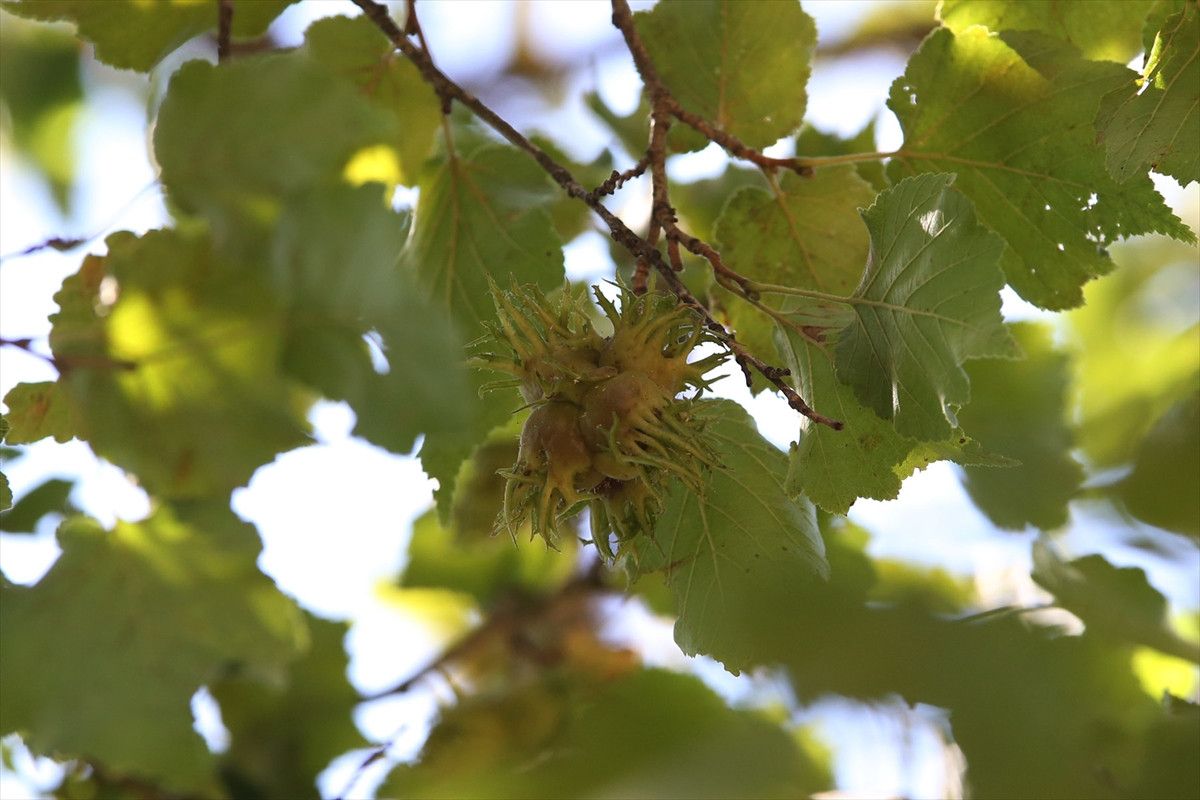 kastamonunun 5 asirlik turk findiklari 12 3FpcBwyH