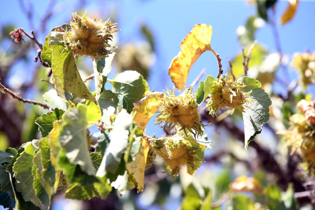 kastamonunun 5 asirlik turk findiklari 13 IjKECUuD