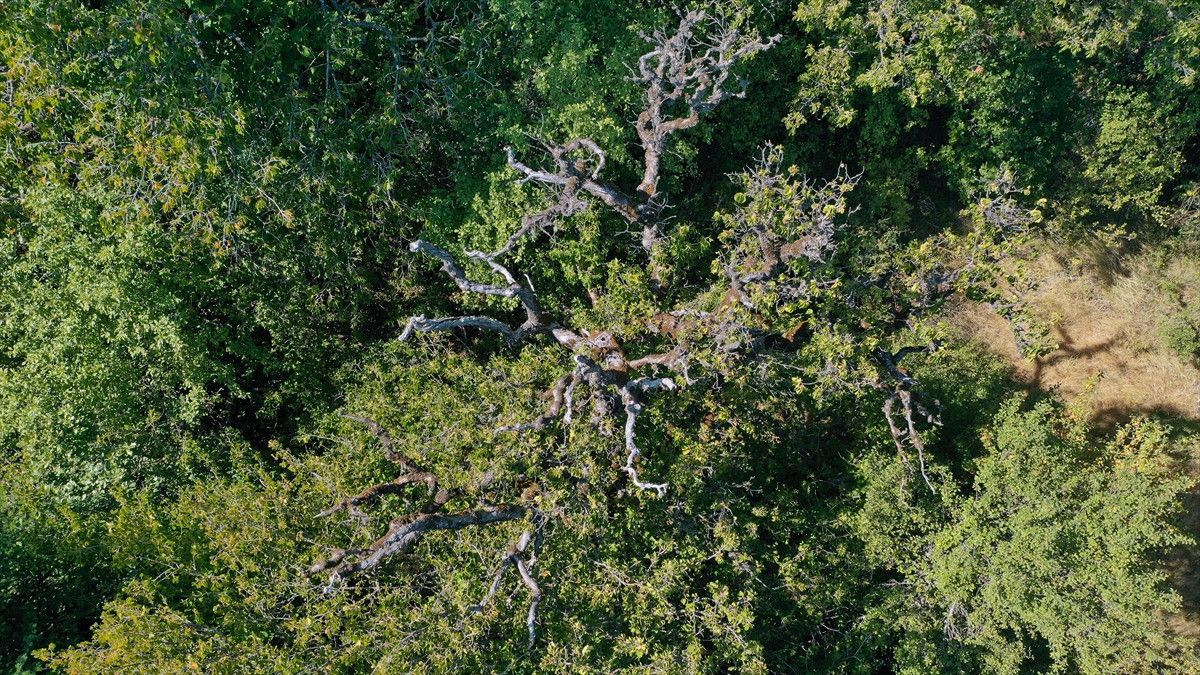 kastamonunun 5 asirlik turk findiklari 2 wkf32OUD