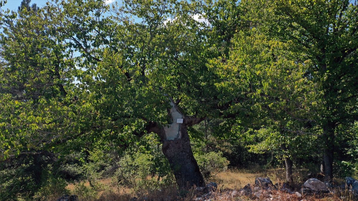 kastamonunun 5 asirlik turk findiklari 3 KPBiOYhT