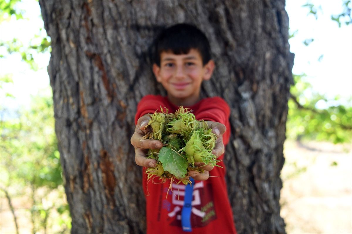 kastamonunun 5 asirlik turk findiklari 4 OIc9k8TY