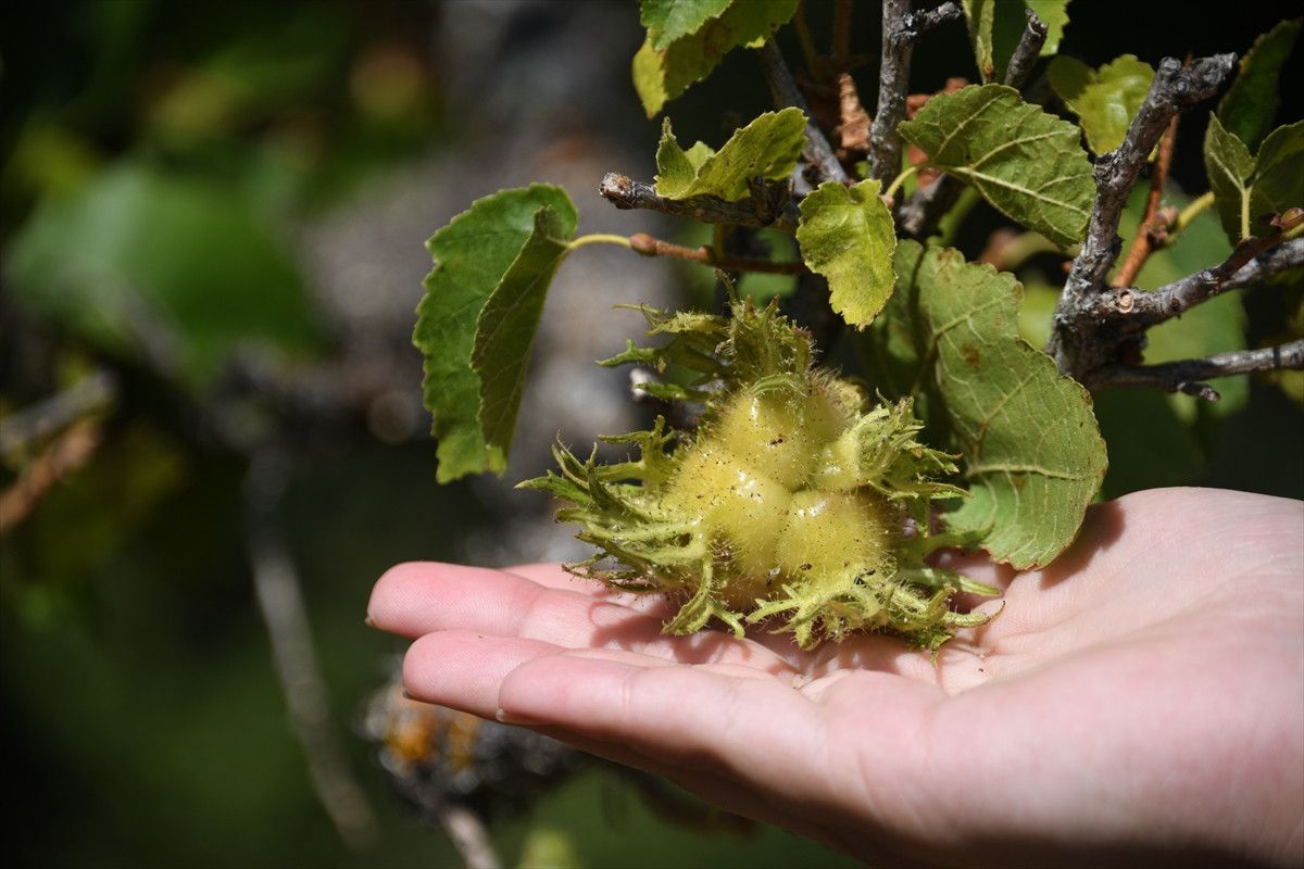 kastamonunun 5 asirlik turk findiklari 5 1A8vfEZw